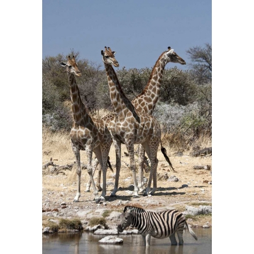 Giraffe and zebra at water, Etosha NP, Namibia